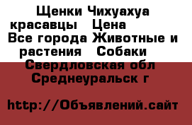 Щенки Чихуахуа красавцы › Цена ­ 9 000 - Все города Животные и растения » Собаки   . Свердловская обл.,Среднеуральск г.